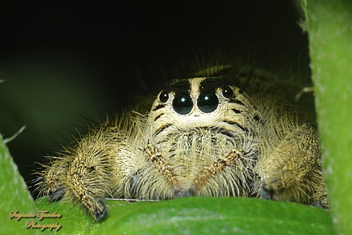 Jumping Spider, Hyllus diardi-female  Fall,Geotagged,Hyllus diardi,Indonesia