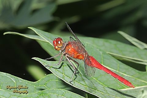 Crimson Dropwing Orange Skimmer, Orthetrum testaceum - Male  Fall,Geotagged,Indonesia,Orange Skimmer,Orthetrum testaceum