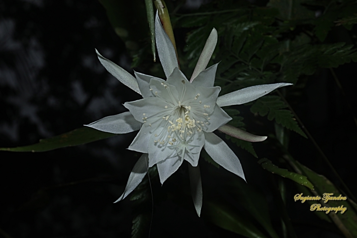 Bunga Wijaya Kusuma (Queen of the night), Epiphyllum oxypetalum  Dutchman's pipe cactus,Epiphyllum oxypetalum,Fall,Geotagged,Indonesia