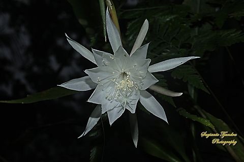 Bunga Wijaya Kusuma (Queen of the night), Epiphyllum oxypetalum  Dutchman's pipe cactus,Epiphyllum oxypetalum,Fall,Geotagged,Indonesia