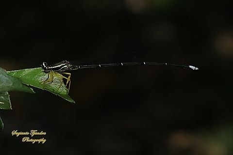 Yellow Bush Dart, Copera marginipes Sp, Platycnemididae - Male  Copera marginipes,Fall,Geotagged,Indonesia,Yellow bush dart