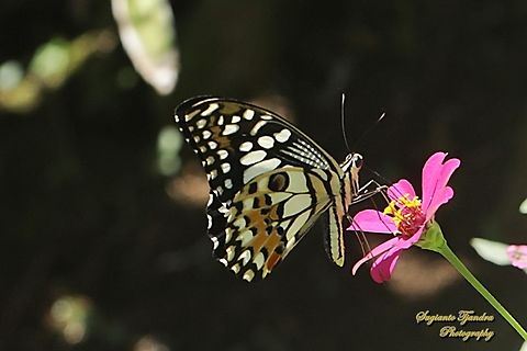 Ekor walet jeruk / Lime Swallowtail butterfly, Papilio demoleus - "sucking nectar on the Zinnia flower"  Fall,Geotagged,Indonesia,Lime Swallowtail,Papilio demoleus
