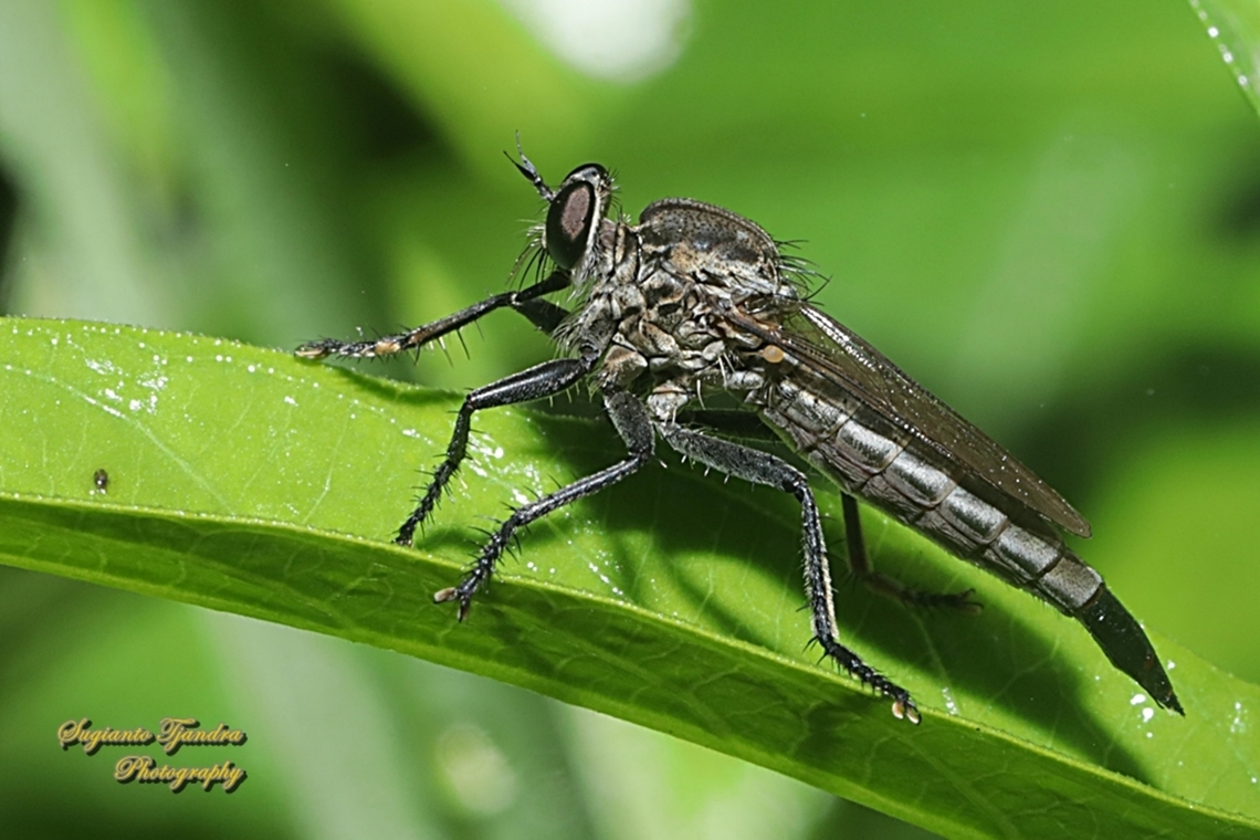 Black Robber fly, Philodicus sp., family Asilidae  Fall,Geotagged,Indonesia