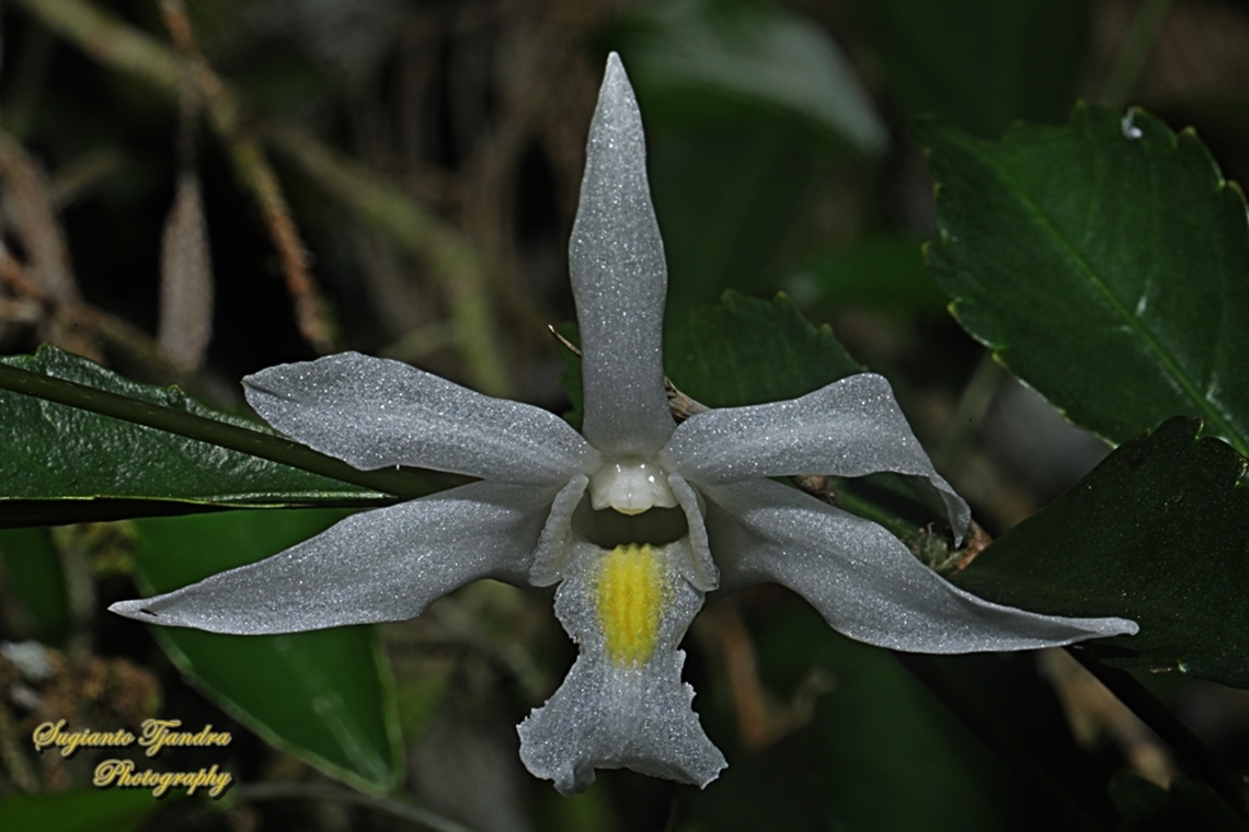 Pigeon Orchid, Dendrobium crumenatum  Dendrobium crumenatum,Fall,Geotagged,Indonesia,Pigeon orchid