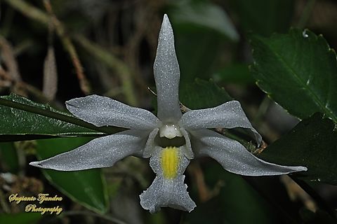 Pigeon Orchid, Dendrobium crumenatum  Dendrobium crumenatum,Fall,Geotagged,Indonesia,Pigeon orchid