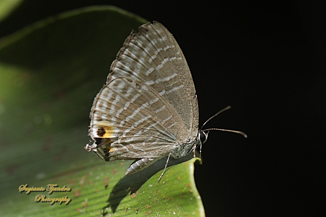 Azura Perak/Metallic cerulean Butterfly, Jamides alecto, family Lycaenidae  Fall,Geotagged,Indonesia,Jamides alecto,Metallic cerulean