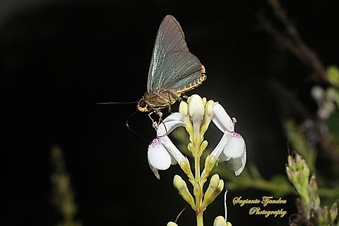 Skipper butterfly, Plain Green Palmer, Pirdana distanti distanti  Agava skipper,Fall,Geotagged,Indonesia,Pirdana distanti