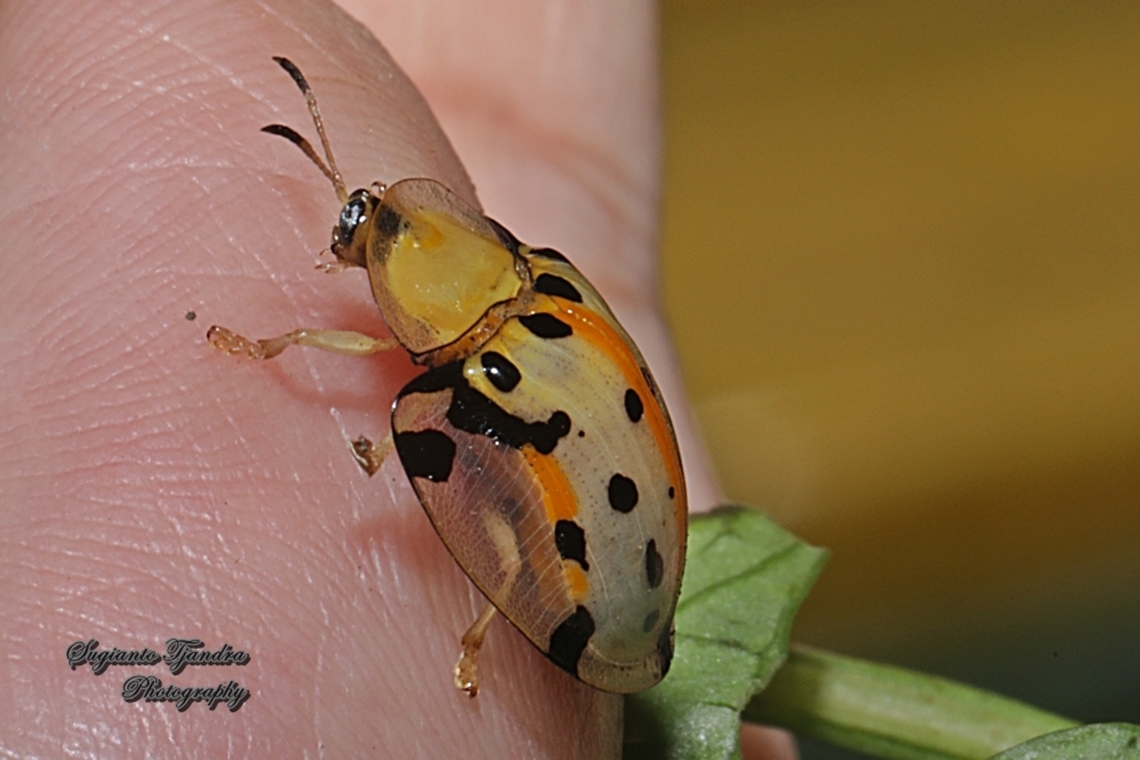 Spotted Tortoise beetle, Aspidomorpha miliaris, family Chrysomelidae  Aspidimorpha miliaris,Fall,Geotagged,Indonesia,Sweetpotato Leaf Beetle