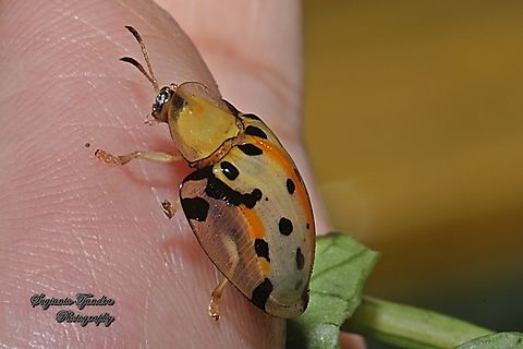 Spotted Tortoise beetle, Aspidomorpha miliaris, family Chrysomelidae  Aspidimorpha miliaris,Fall,Geotagged,Indonesia,Sweetpotato Leaf Beetle