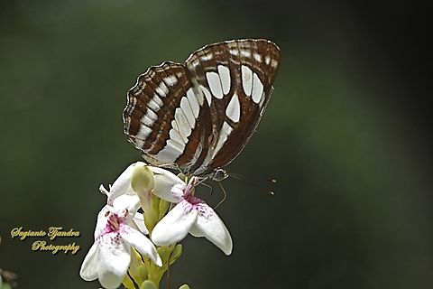 Pelaut Biasa (Common Sailor Butterfly), Neptis hylas matuta - Lowerside "sucking nectar"  Common sailor,Fall,Geotagged,Indonesia,Neptis hylas