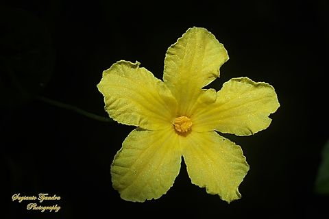 Cucumber flower, (Cucumis sativus)  Cucumber,Cucumis sativus,Fall,Geotagged,Indonesia