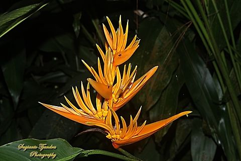 Parrot's flower, Heliconia Psittacorum Halloween  Fall,Geotagged,Heliconia psittacorum,Indonesia,Parrot's Beak