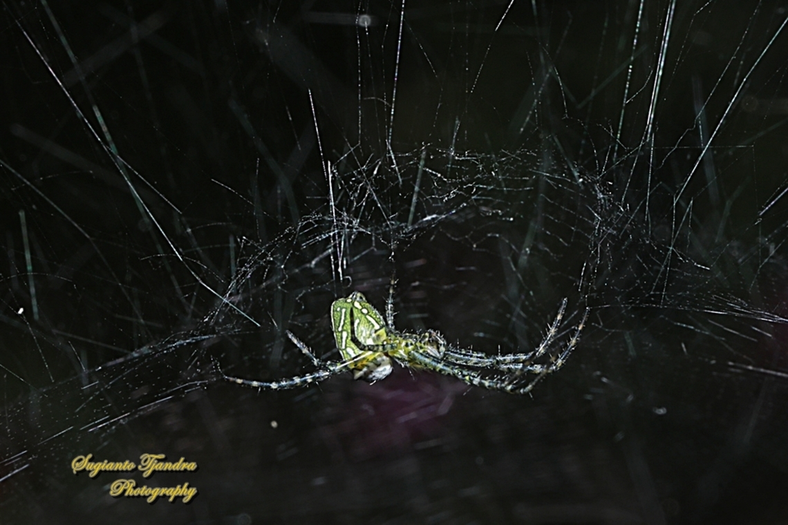 The Dome Tent-web spider (Cyrtophora moluccensis)  Cyrtophora moluccensis,Dome Tent Spider,Fall,Geotagged,Indonesia