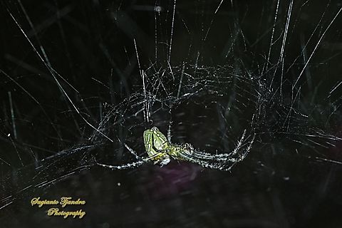 The Dome Tent-web spider (Cyrtophora moluccensis)  Cyrtophora moluccensis,Dome Tent Spider,Fall,Geotagged,Indonesia