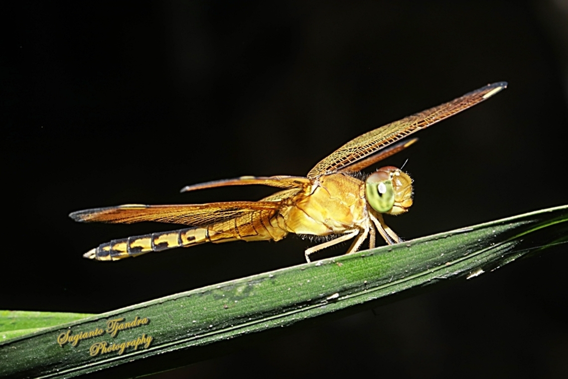 Red-winged Dragonfly, Neurothemis terminata, family Libellulidae - Female  Fall,Geotagged,Indonesia,Indonesian Red-winged Dragonfly,Neurothemis terminata