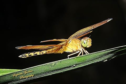 Red-winged Dragonfly, Neurothemis terminata, family Libellulidae - Female  Fall,Geotagged,Indonesia,Indonesian Red-winged Dragonfly,Neurothemis terminata