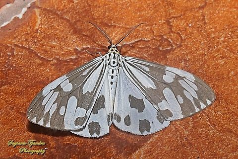 Marbled White Moth (White Tiger Moth), Nyctemera adversata  Fall,Geotagged,Indonesia,Marbled white moth,Nyctemera adversata