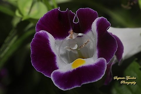 Wishbone flower, Torenia fournieri (family Linderniaceae)  Bluewings,Fall,Geotagged,Indonesia,Torenia fournieri