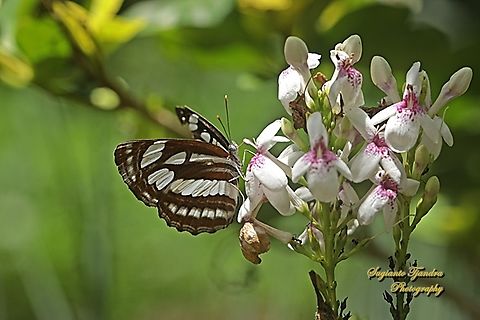 Pelaut Biasa (Common Sailor Butterfly), Neptis hylas matuta - Lowerside "sucking nectar"  Common sailor,Fall,Geotagged,Indonesia,Neptis hylas