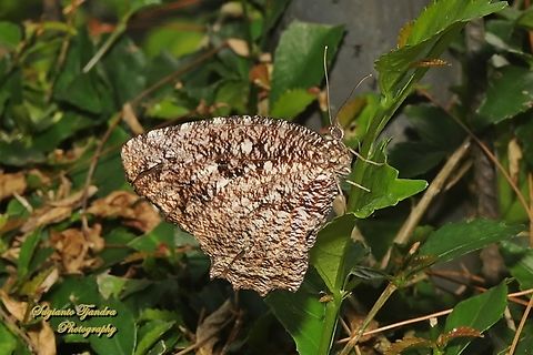 Tiger Palmfly, Elymnias nesaea nesaea, family Nymphalidae  Elymnias nesaea,Fall,Geotagged,Indonesia,Tiger palmfly
