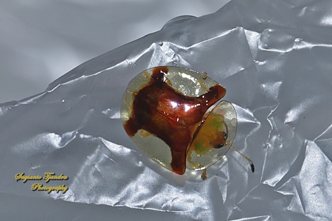 Golden tortoise beetle, Aspidimorpha sanctaecrucis, Chrysomelidae  Aspidimorpha sanctaecrucis,Fall,Geotagged,Indonesia