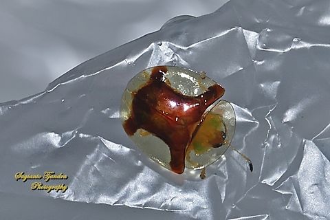 Golden tortoise beetle, Aspidimorpha sanctaecrucis, Chrysomelidae  Aspidimorpha sanctaecrucis,Fall,Geotagged,Indonesia