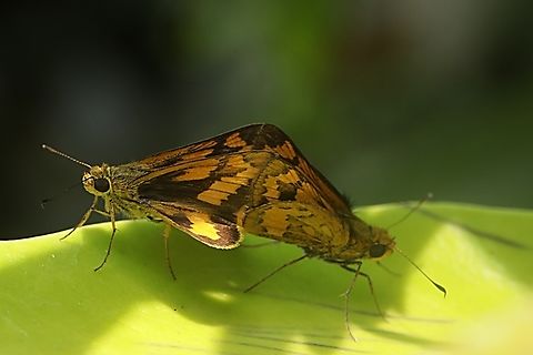 Skipper Butterfly - Yellow Palm Dart, Cephrenes trichopepla - mating  Cephrenes trichopepla,Fall,Geotagged,Indonesia,Yellow palm dart