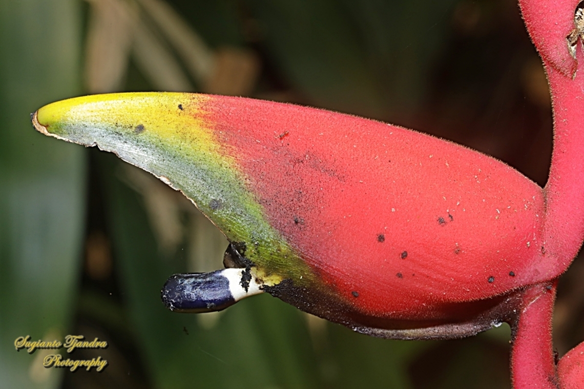 Bunga Pisang Pisangan (Hanging lobster claw flower), Heliconia rostrata  Fall,Geotagged,Heliconia rostrata,Indonesia,Lobster Claw