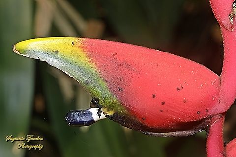 Bunga Pisang Pisangan (Hanging lobster claw flower), Heliconia rostrata  Fall,Geotagged,Heliconia rostrata,Indonesia,Lobster Claw