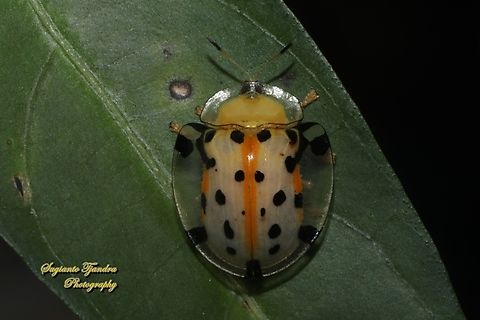 Spotted Tortoise beetle, Aspidomorpha miliaris, family Chrysomelidae  Aspidimorpha miliaris,Fall,Geotagged,Indonesia,Sweetpotato Leaf Beetle
