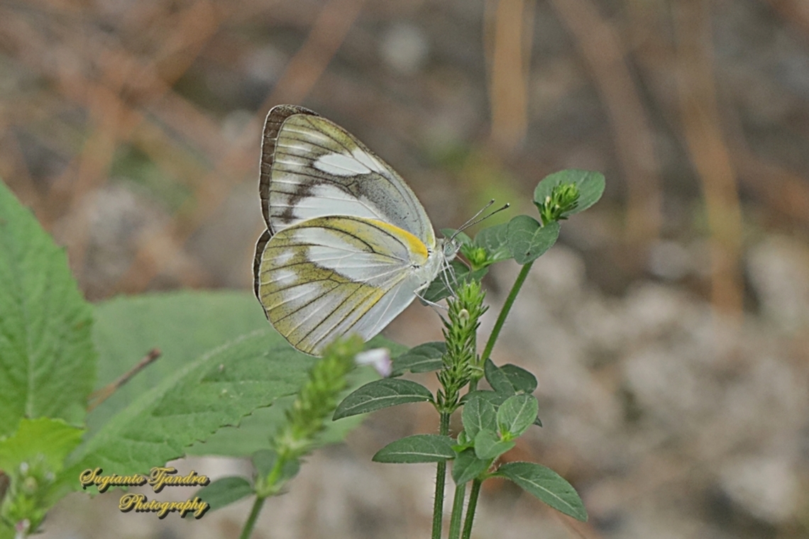 Striped Albatross Butterfly, Appias olferna olferna  Appias olferna,Eastern striped albatross,Fall,Geotagged,Indonesia
