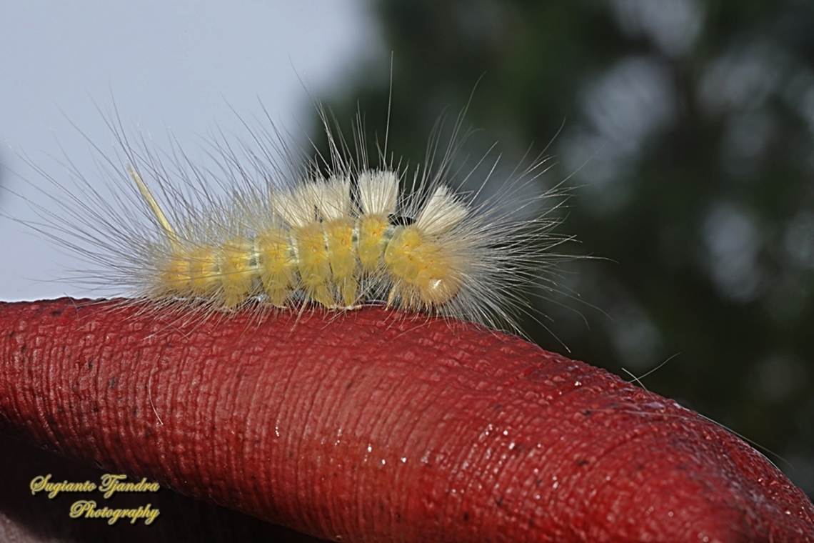 Tussock Caterpillar Moth, Calliteara Sp., family Erebidae  Fall,Geotagged,Indonesia