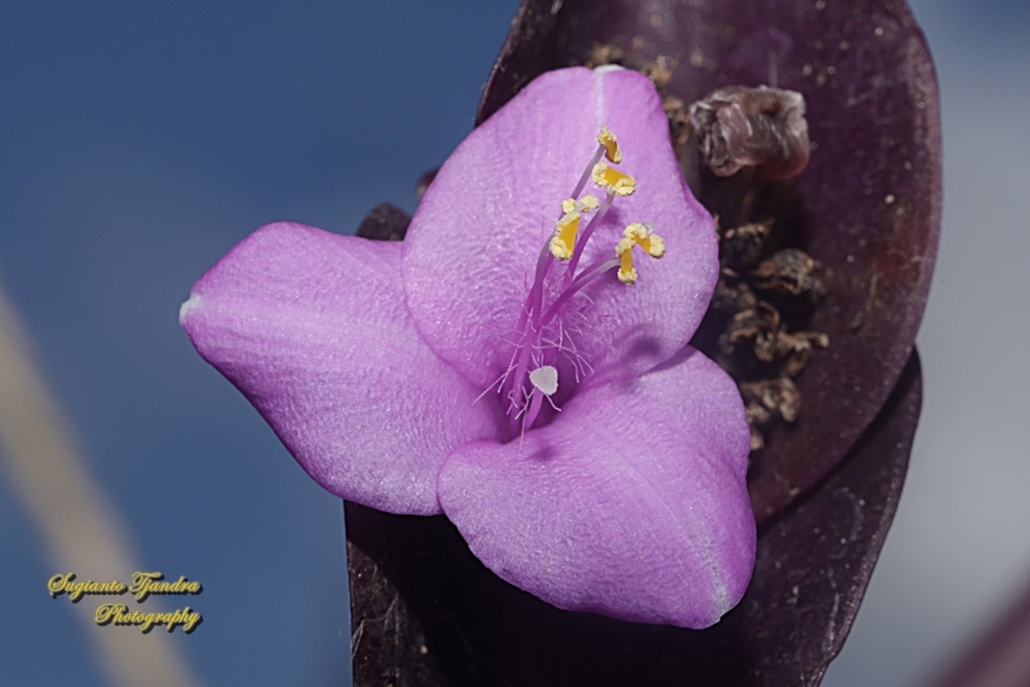 Purple Heart flower, Tradescantia pallida  Fall,Geotagged,Indonesia,Purple Heart,Tradescantia pallida