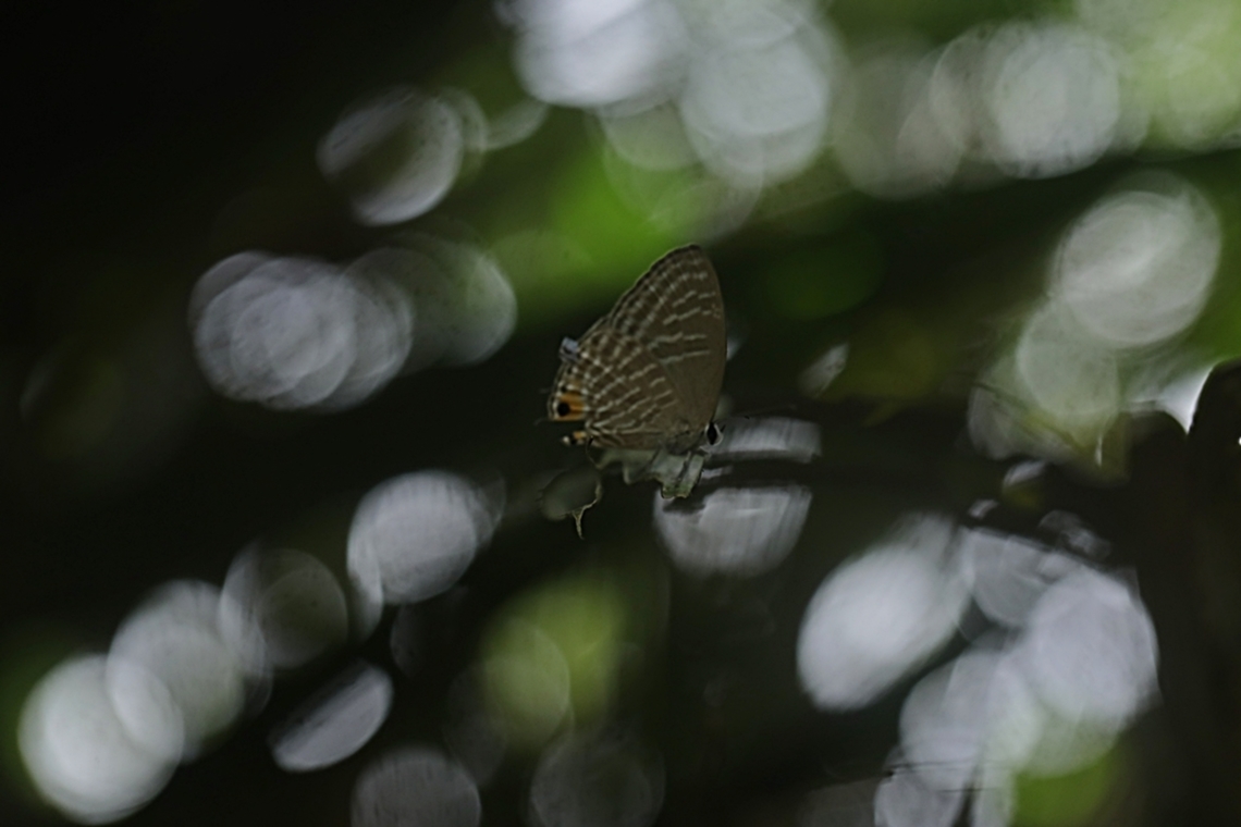 Azura Perak/Metallic cerulean Butterfly, Jamides alecto, family  Fall,Geotagged,Indonesia,Jamides alecto,Metallic cerulean