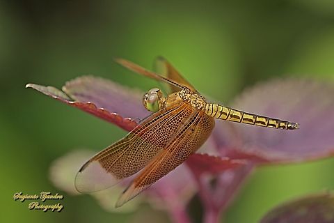 Capung-Jala Lekuk (Red Percher Dragonfly),  Neurothemis ramburi, family Libellulidae  Fall,Geotagged,Indonesia,Neurothemis ramburi,Red Percher