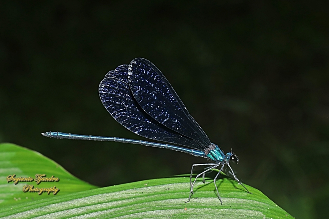 Ebony jewelwing damselfly, Vestalis luctuosa - (Male)  Fall,Geotagged,Indonesia,Nila Flashwing,Vestalis luctuosa