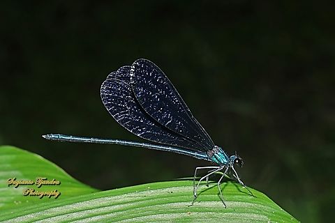 Ebony jewelwing damselfly, Vestalis luctuosa - (Male)  Fall,Geotagged,Indonesia,Nila Flashwing,Vestalis luctuosa