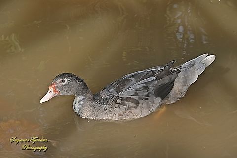 Entog (Muscovy Duck), Cairina moschata var. domestica, family Anatidae  Cairina moschata,Fall,Geotagged,Indonesia,Muscovy duck