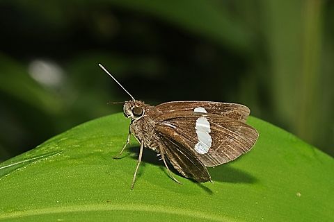 Skipper Butterfly, Common Banded Demon, Notocrypta paralysos  Common banded demon,Fall,Geotagged,Indonesia,Notocrypta paralysos