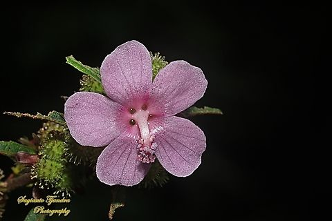 Pulutan (Caesarweed flower), Urena lobata  Caesarweed,Fall,Geotagged,Indonesia,Urena lobata