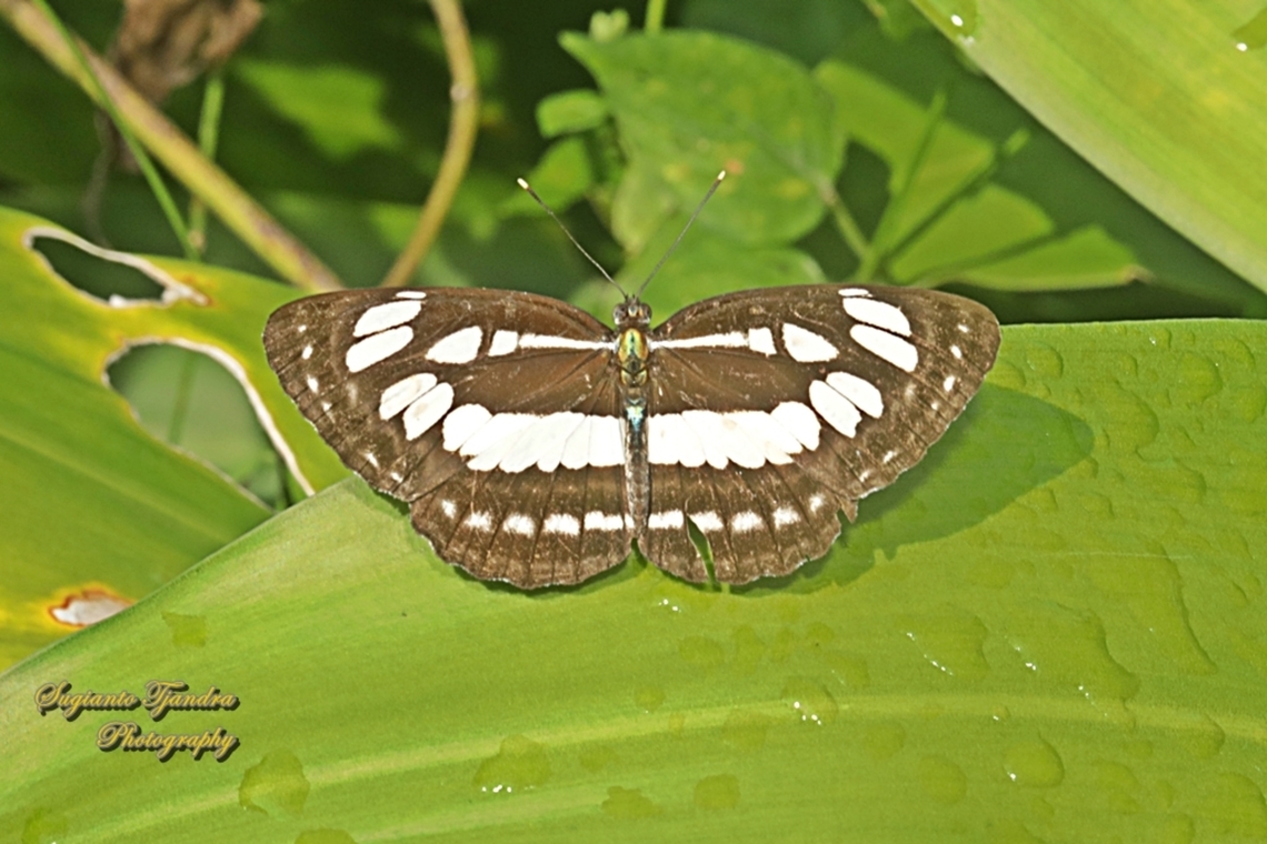 Pelaut Biasa (Common Sailor Butterfly), Neptis hylas matuta  Common sailor,Fall,Geotagged,Indonesia,Neptis hylas