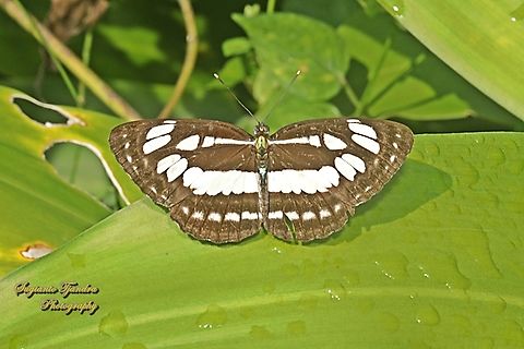 Pelaut Biasa (Common Sailor Butterfly), Neptis hylas matuta  Common sailor,Fall,Geotagged,Indonesia,Neptis hylas