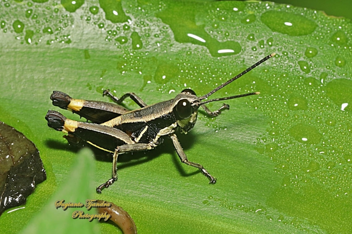 Black Forest Grasshopper,  Traulia flavoannulata  Fall,Geotagged,Indonesia,Traulia flavoannulata