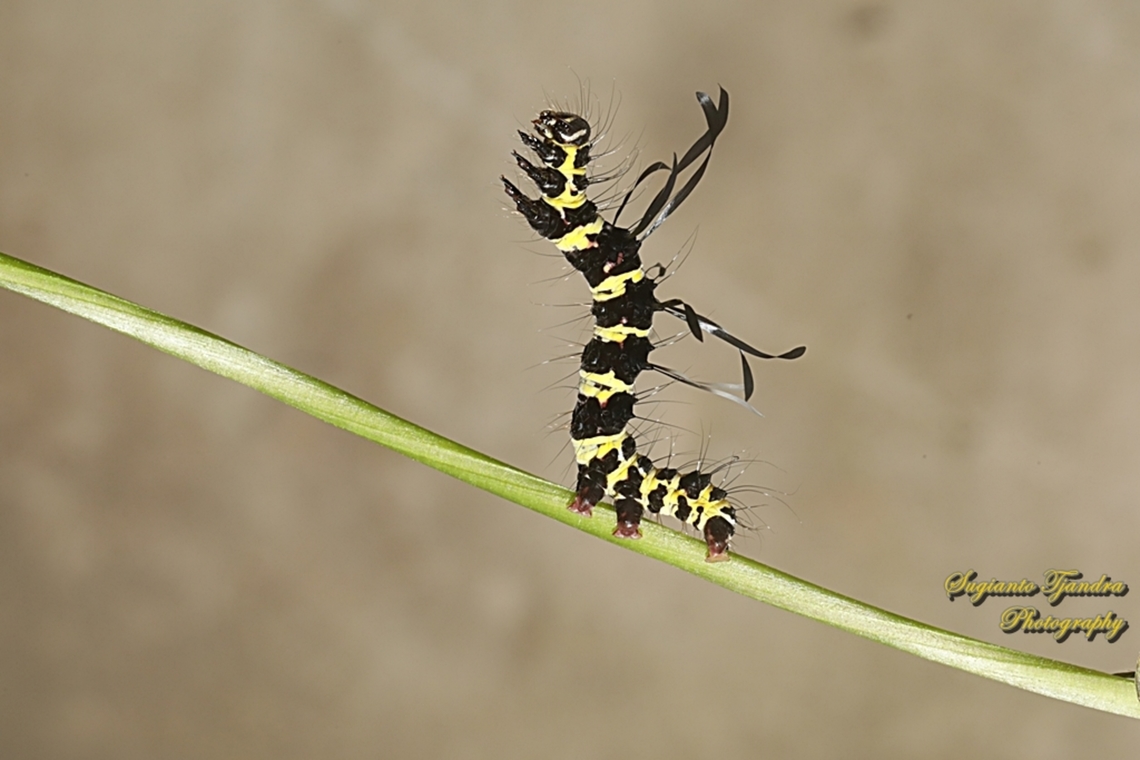 Noctuoid Caterpillar of Moth, Tinolius eburneigutta, family Erebidae  Fall,Geotagged,Indonesia,Tinolius eburneigutta