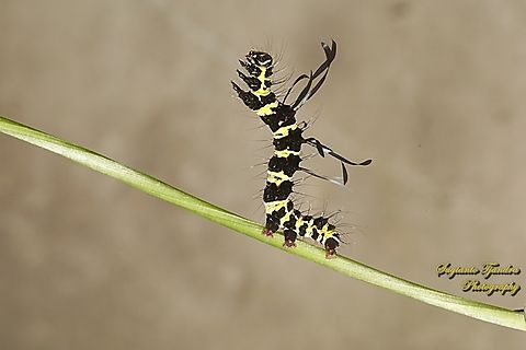 Noctuoid Caterpillar of Moth, Tinolius eburneigutta, family Erebidae  Fall,Geotagged,Indonesia,Tinolius eburneigutta