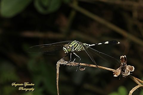Green Marsh Hawk, Orthetrum sabina  Fall,Geotagged,Indonesia,Orthetrum sabina,Slender skimmer