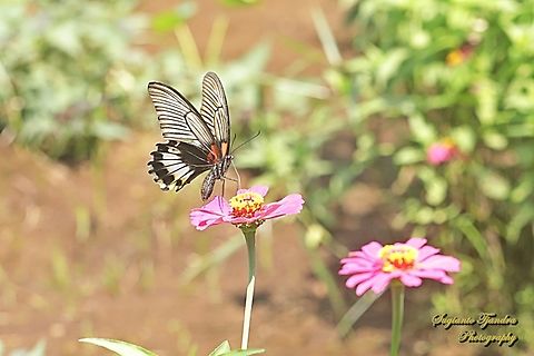 Kupu-kupu Pastur Besar (Great Mormon Butterfly), Papilio memnon memnon f. hiera - female "sucking nectar" from the Zinnia flower  Fall,Geotagged,Great Mormon,Indonesia,Papilio memnon