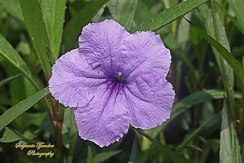 Mexican petunia flower, Ruellia simplex  Fall,Geotagged,Indonesia,Mexican Petunia,Ruellia simplex