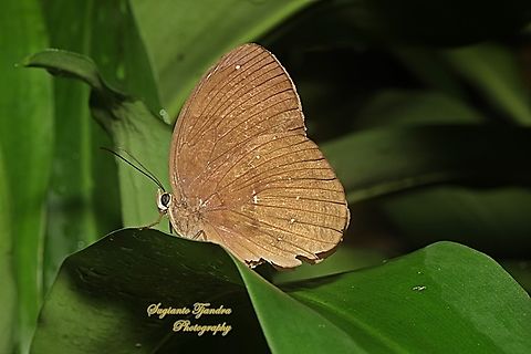 Common Faun, Faunis canens ssp canens  Common faun,Fall,Faunis canens,Geotagged,Indonesia