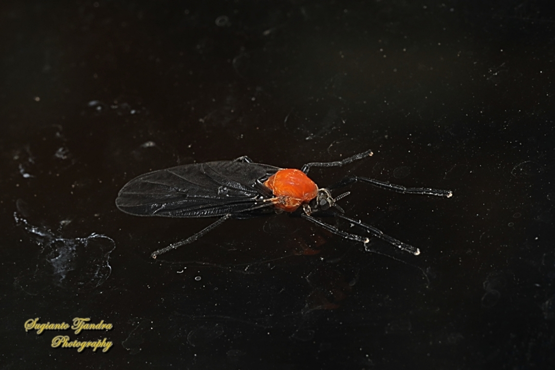 Lovebug/March fly, Plecia Sp, family Bibionidae  Fall,Geotagged,Indonesia